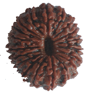 22 mukhi Rudraksha